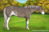 Horse Color:Silver Black Sabino 