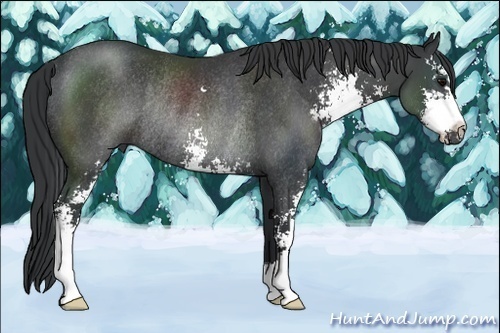 Horse Color:Black Sabino Rabicano 