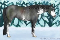 Horse Color:Black Sabino Rabicano 