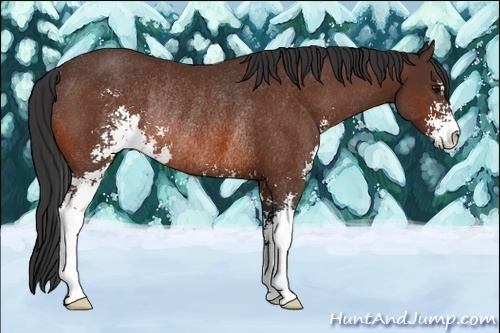 Horse Color:Bay Sabino Rabicano