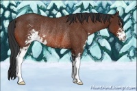 Horse Color:Bay Sabino Rabicano