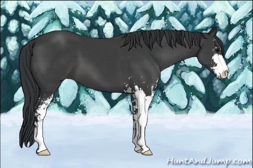 Horse Color:Black Sabino