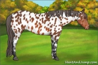 Horse Color:Bay Appaloosa