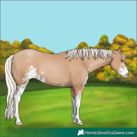 Horse Color:Silver Black Pearl Sabino 