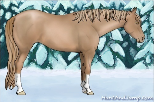 Horse Color:Liver Chestnut Pearl 