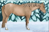 Horse Color:Liver Chestnut Pearl