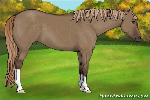 Horse Color:Liver Red Dun 