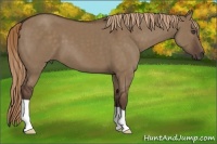 Horse Color:Liver Red Dun 