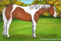 Horse Color:Silver Bay Splash Tobiano 
