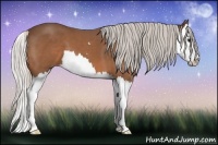 Horse Color:Silver Bay Sabino Splash