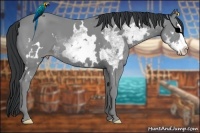 Horse Color:White Spotted Classic Champagne Chinchilla Splash Frame 