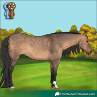 Horse Color:Brown Dun Rabicano