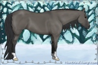 Horse Color:Grullo