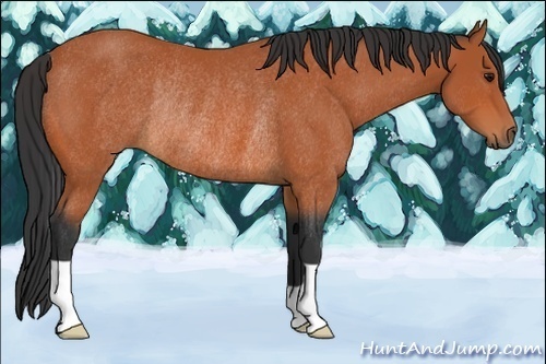 Horse Color:Bay Rabicano 