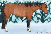Horse Color:Bay Rabicano 