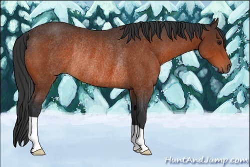Horse Color:Bay Rabicano 
