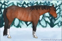 Horse Color:Bay Rabicano 