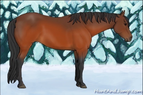 Horse Color:Brown 