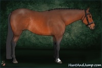 Horse Color:Bay Rabicano 
