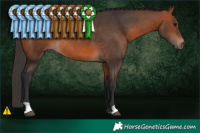 Horse Color:Bay Rabicano 