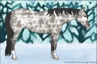 Horse Color:Grullo Ice 