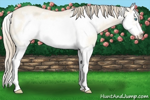 Horse Color:Perlino Roan Dun Splash Frame 