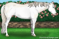Horse Color:Perlino Roan Dun Splash Frame