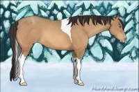 Horse Color:Amber Champagne Tobiano