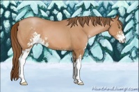 Horse Color:Bay Pearl Sabino 