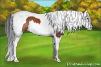 Horse Color:Bay Splash Tobiano
