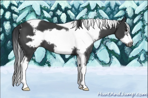 Horse Color:Black Tobiano Frame 