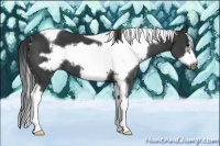 Horse Color:Black Tobiano Frame