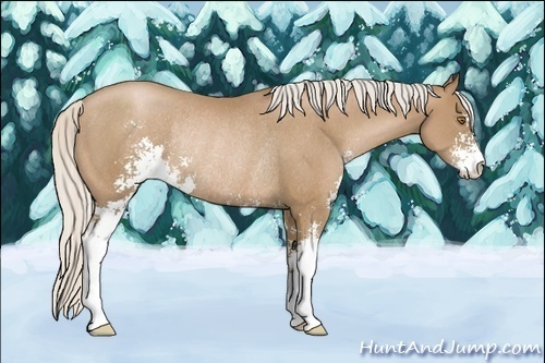 Horse Color:Silver Black Pearl Sabino Rabicano 