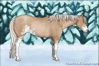 Horse Color:Silver Black Pearl Sabino Rabicano
