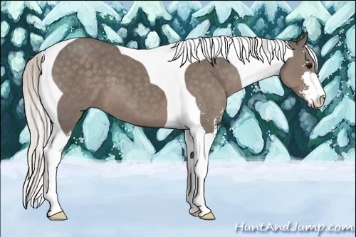Horse Color:Silver Black Sabino Tobiano