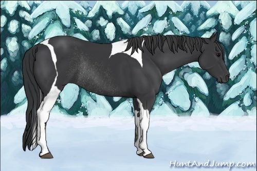 Horse Color:Black Tobiano Rabicano 