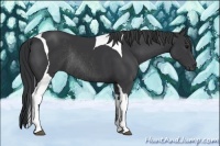 Horse Color:Black Tobiano Rabicano