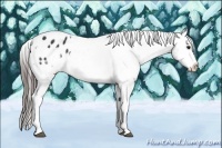 Horse Color:Black Tobiano Appaloosa Rabicano 