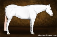 Horse Color:Sable Champagne Appaloosa