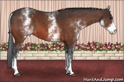 Horse Color:White Spotted Bay 