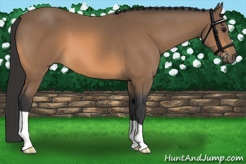 Horse Color:Buckskin 