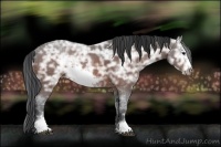 Horse Color:Bay Ice Sabino Frame 