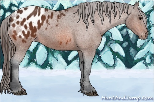 Horse Color:Bay Appaloosa 
