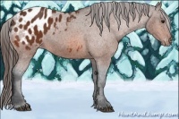 Horse Color:Bay Appaloosa