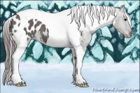 Horse Color:Grullo Tobiano Appaloosa