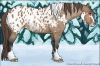 Horse Color:White Spotted Bay Dun Sabino Appaloosa