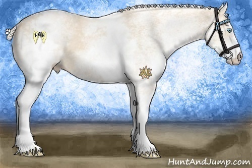 Horse Color:White Spotted Cremello 
