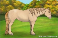 Horse Color:Gold Champagne Roan