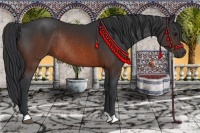 Horse Color:Brown Rabicano