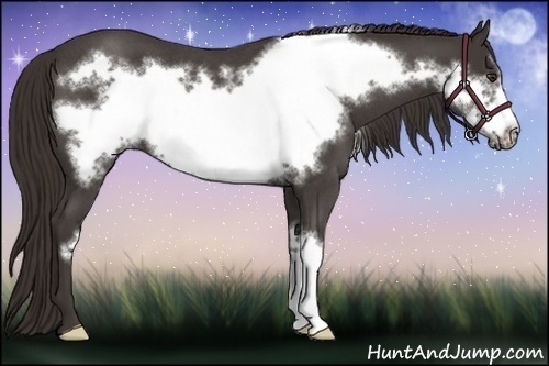 Horse Color:Liver Red Roan Frame 